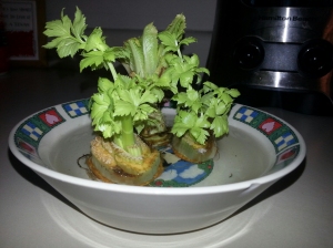 The celery in my kitchen garden.